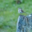 Pipit spioncelle avec un insecte